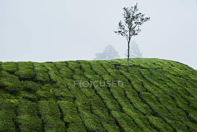 Малайзия, живописный вид на одинокое дерево на чайной плантации — стоковое фото