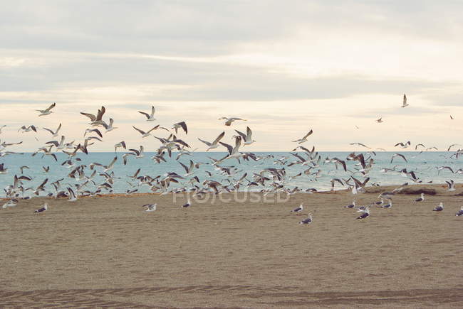 Troupeau de mouettes sur une plage de sable fin, Malaga, Andalousie, Espagne — Photo de stock