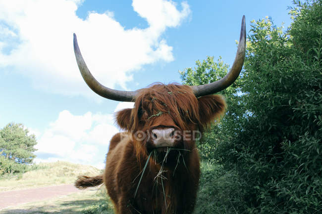 Вид крупным планом на Шотландскую нагорную корову, Нидерланды — стоковое фото