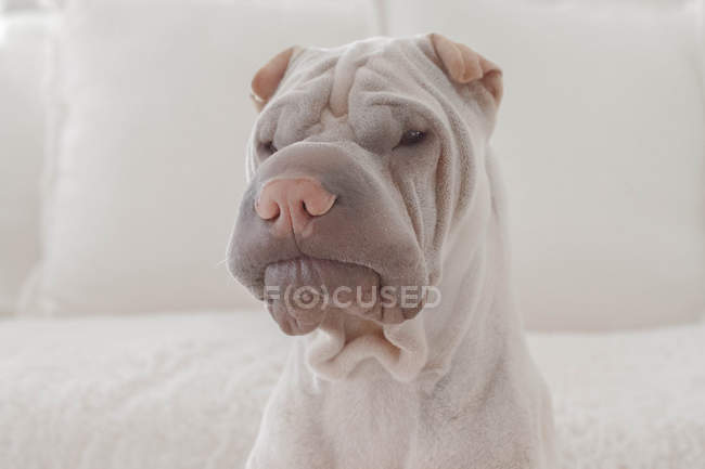 Portrait of beautiful domestic sharpei dog — Stock Photo