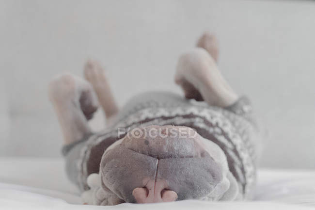 Sharpei dog in a jumper sleeping on back — Stock Photo
