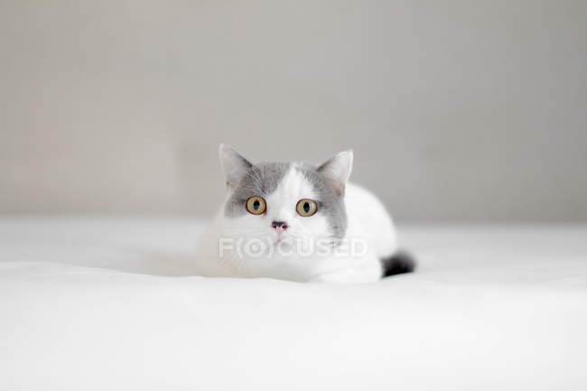 Porträt eines Kätzchens, das auf einem Bett liegt und in die Kamera blickt — Stockfoto