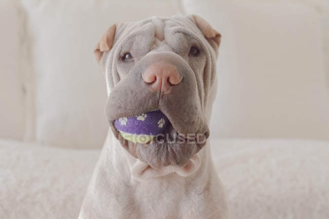 Retrato de un perro sharpei con una pelota en la boca - foto de stock