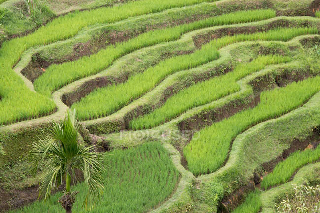 Erhöhter Blick auf die Reisterrasse, Bali, Indonesien — Stockfoto
