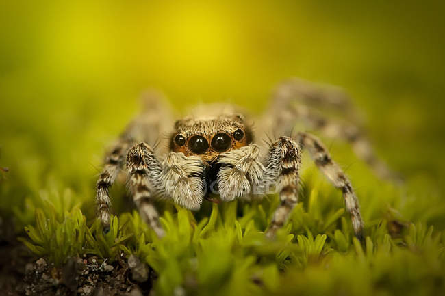 Крупный план прыгающего паука в траве, смотрящего в камеру — стоковое фото