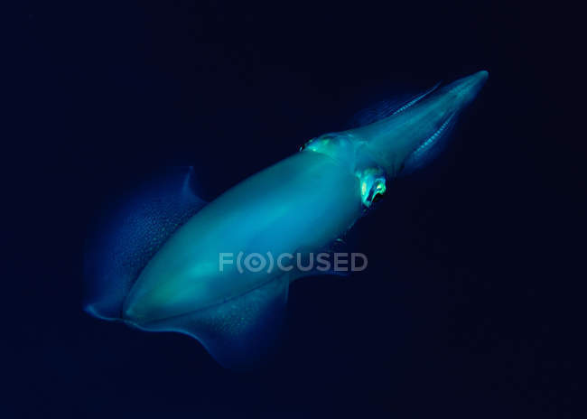 Nahaufnahme von Big-fin-Riff-Tintenfischen unter Wasser — Stockfoto