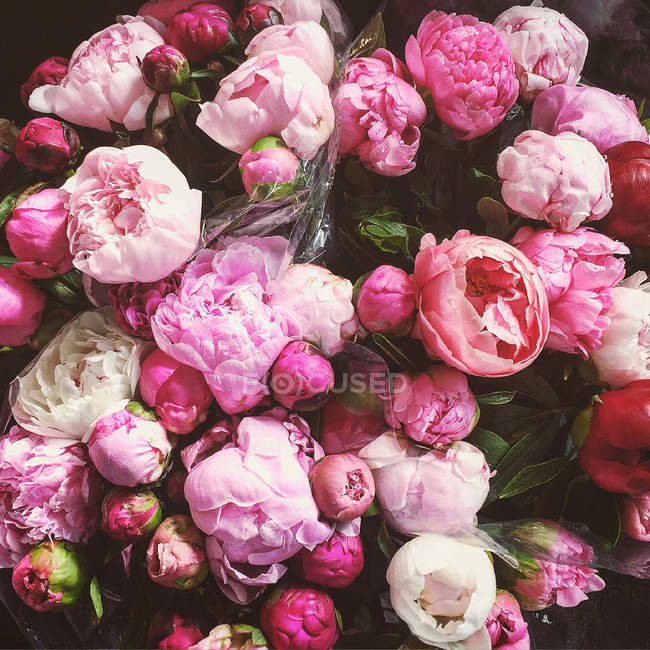 Крупный план Букет розовых пионских цветов — стоковое фото