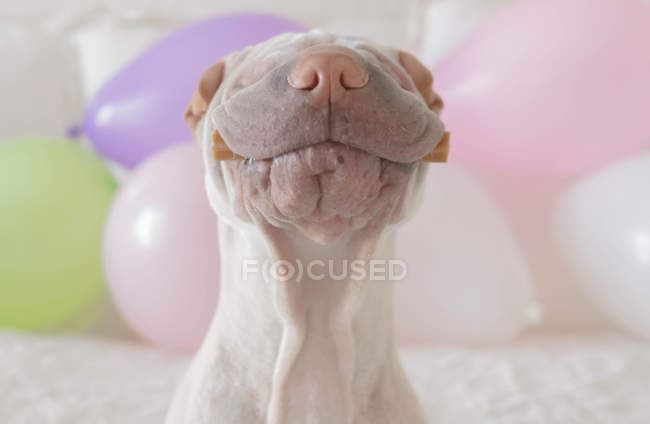 Shar pei dog con golosina en la boca rodeado de globos - foto de stock