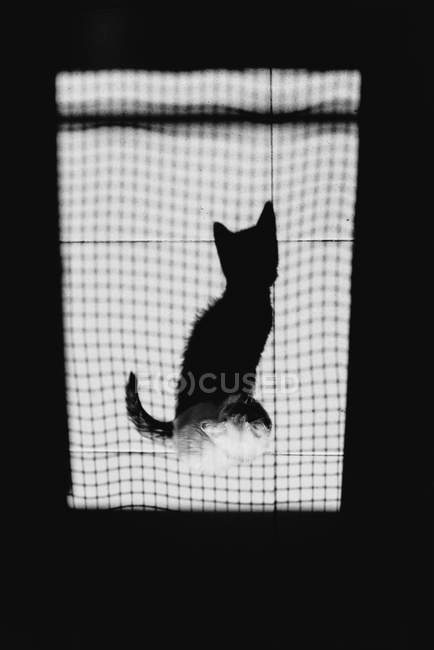 Vista superior do gato no tapete e sombra — Fotografia de Stock