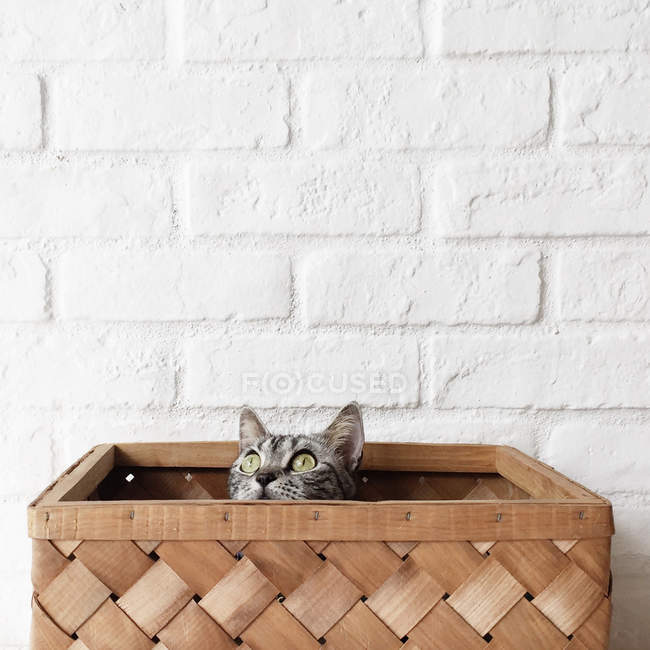 American shorthair cat sitting in basket looking up — Stock Photo