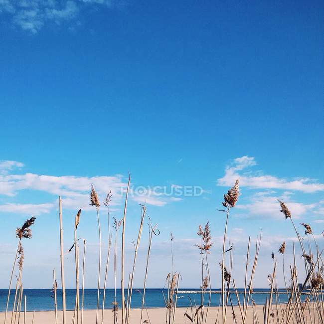 Vista panoramica delle canne sulla spiaggia, Romania — Foto stock
