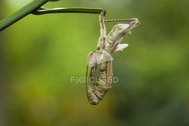 Grasshopper shedding skin against blurred background — Stock Photo