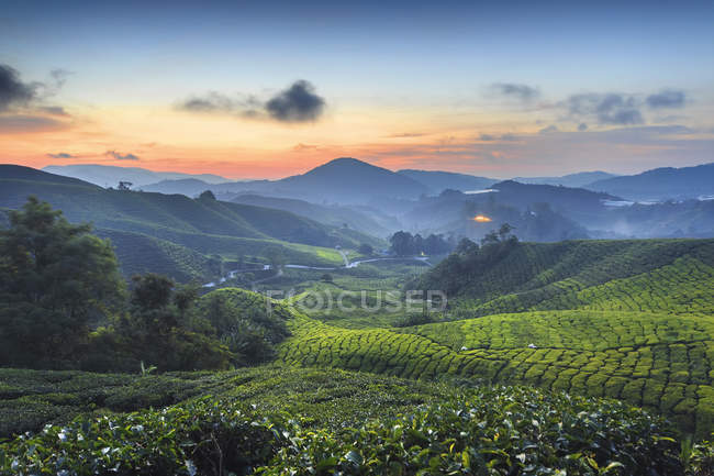 Teeplantagen bei Sonnenaufgang, cameron highland, malaysia — Stockfoto