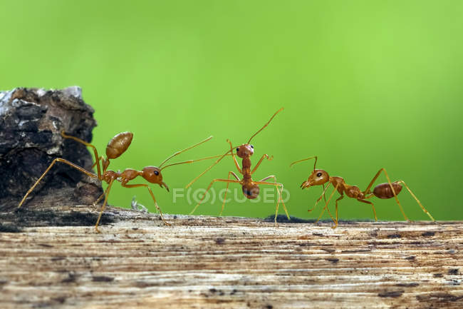 Primo piano di tre formiche sul log su sfondo verde — Foto stock