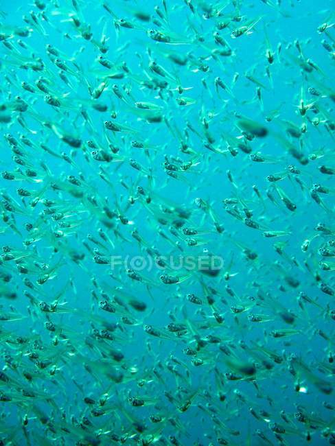 Shoal скла риба плавання під водою — стокове фото