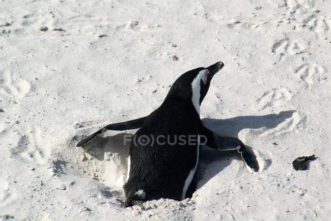 Пінгвін розважається в піску, крупним планом — стокове фото