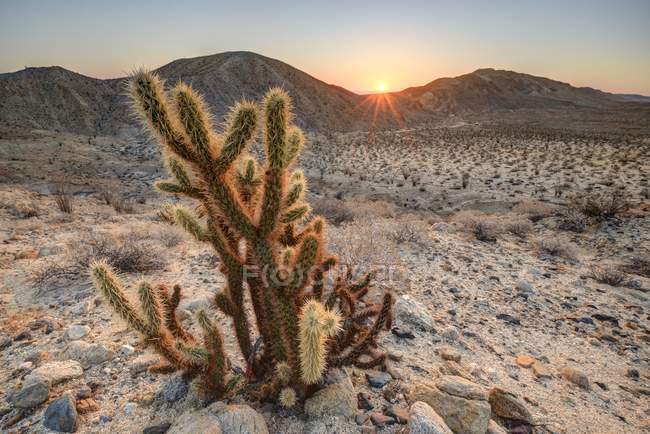 Nahaufnahme eines Kaktus bei Sonnenaufgang, anza-borrego desert state park, kalifornien, amerika, usa — Stockfoto