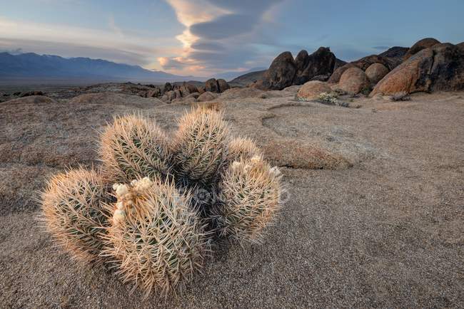 Gros plan sur le cactus et le nuage lenticulaire, Alabama Hills National Recreation Area, Californie, Amérique, États-Unis — Photo de stock