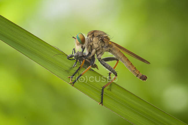 Ladrón volar atacando besos bug contra fondo borroso - foto de stock