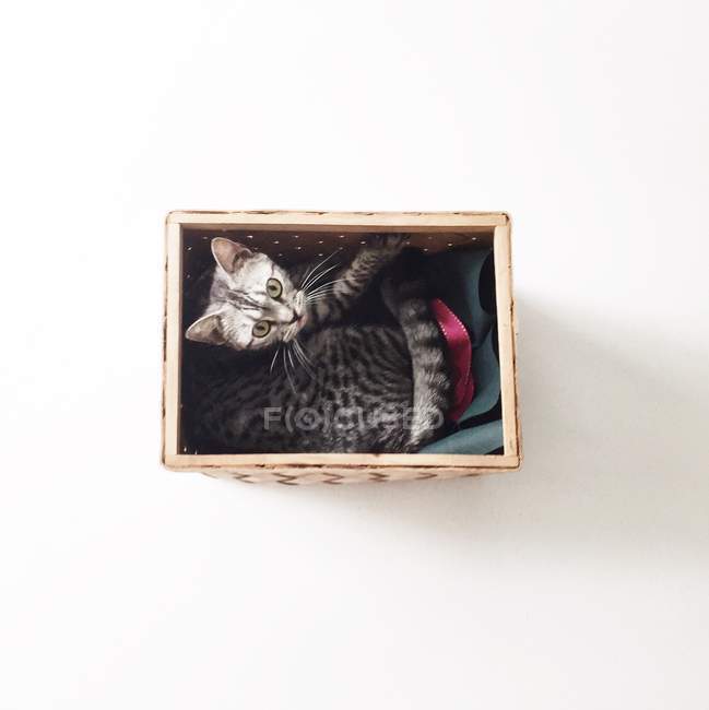 Visão aérea do gato americano gatinho shorthair deitado em uma cesta — Fotografia de Stock