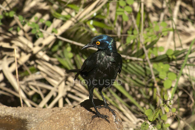 Глянсовий висміюючий птах, що сидить на скелі на природі — стокове фото