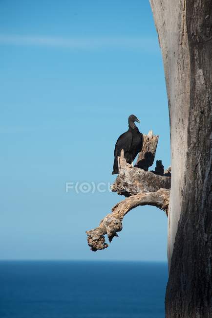 Vautour noir sur branche d'arbre mort, image verticale — Photo de stock