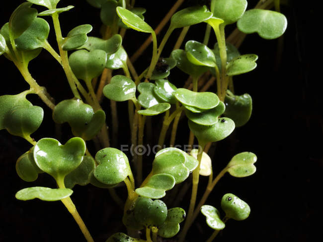 Closeup of green arugula sprouts against black background — Stock Photo