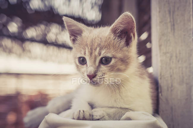 Primer plano de lindo gatito adorable, fondo borroso - foto de stock