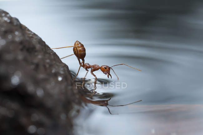 Gros plan de fourmi eau potable sur fond flou — Photo de stock