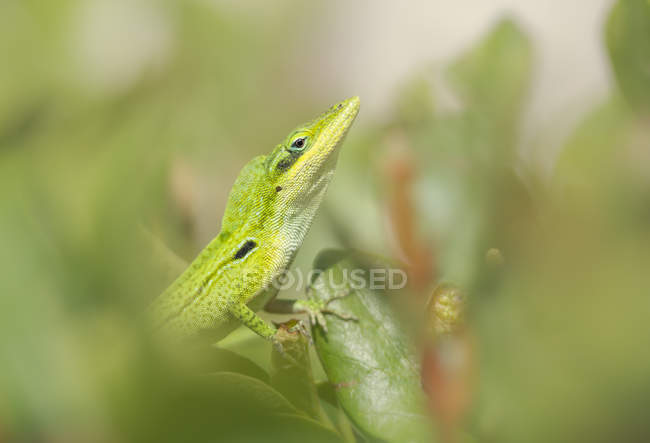 Close-up de Florida lagarto anole verde na grama — Fotografia de Stock