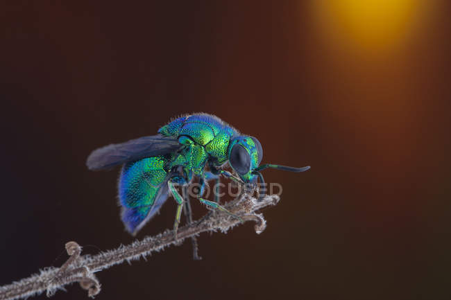 Bee sitting on a branch against blurred background — Stock Photo