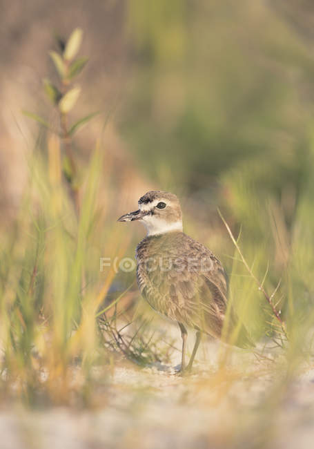 Wilsons Plover pássaro de pé na grama — Fotografia de Stock