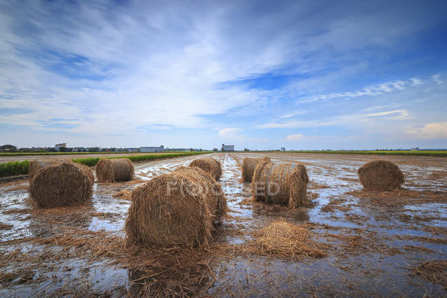 Scenic view of hay bales in field, Selangor, Malaysia — Stock Photo