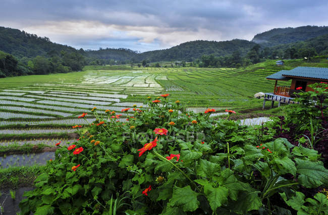 Überflutete Reisfelder, Ban mae klang luang, chiang mai, Thailand — Stockfoto
