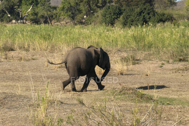 Beautiful elephant cub running at wild nature — Stock Photo