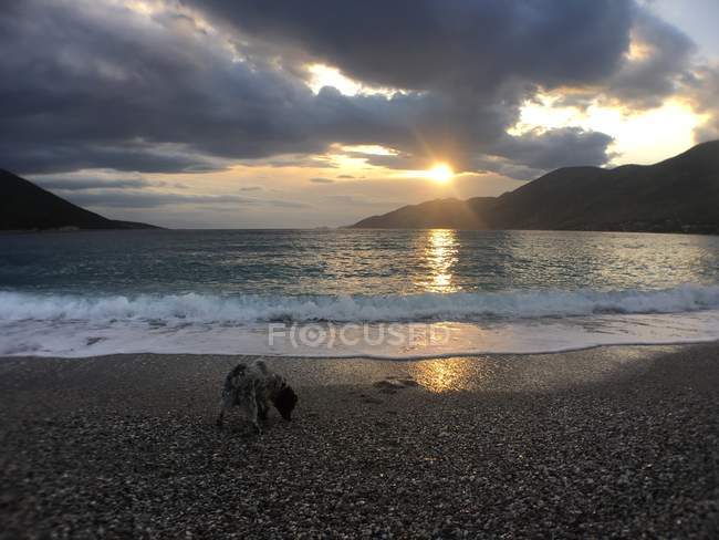Мальовничий вид на собаку на пляжі на заході сонця — стокове фото