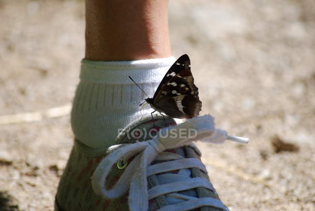 Primer plano de la mariposa sentada en el pie femenino con zapatilla de deporte - foto de stock