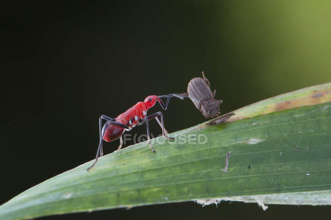 Beijar bug com presa contra fundo desfocado — Fotografia de Stock