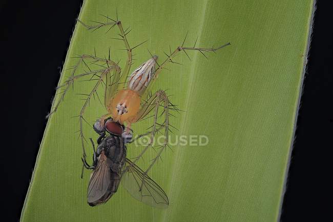 Close-up de aranha na folha segurando presa — Fotografia de Stock