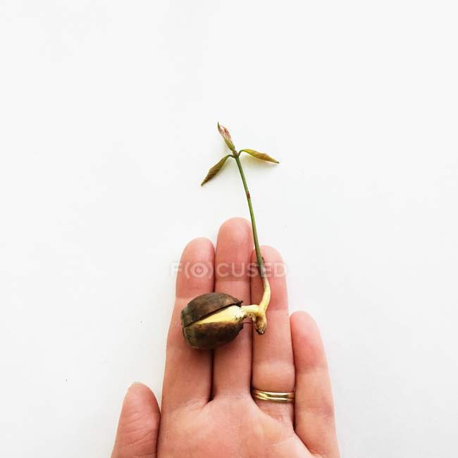 Human holding sprouting seedling on white background — Stock Photo
