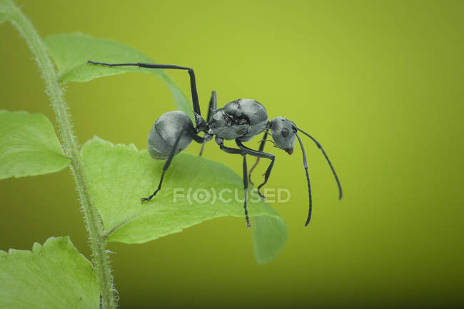 Primer plano de una hormiga sobre una hoja sobre fondo verde - foto de stock