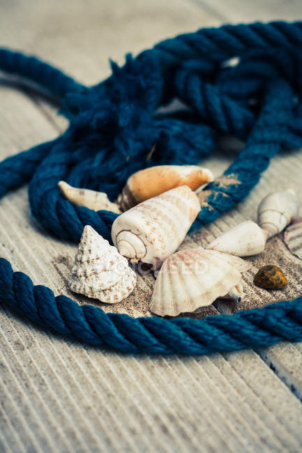 Corda e conchas do mar no convés de madeira — Fotografia de Stock