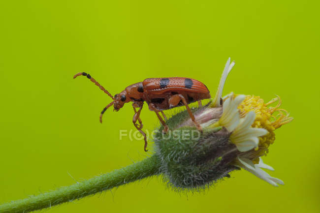 Insect sitting on flower against green background — Stock Photo