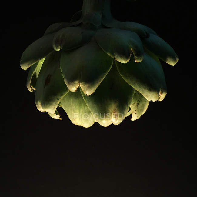 Closeup of green artichoke against black background — Stock Photo