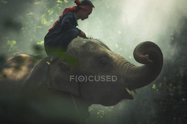Человек сидит на слоне, Сурин, Таиланд — стоковое фото