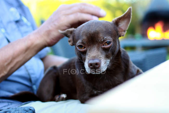 Nahaufnahme eines Mannes, der braune Chihuahua streichelt — Stockfoto
