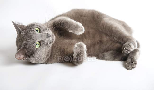 Lindo azul ruso gato acostado en blanco piso - foto de stock