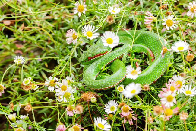 Serpiente víbora Bush camuflada en hierba margarita - foto de stock