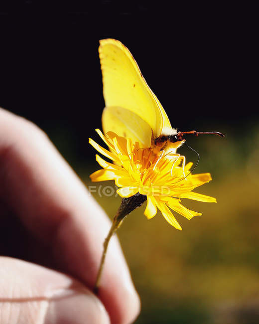 Крупним планом людська рука тримає на ній кульбабу з метеликом — стокове фото