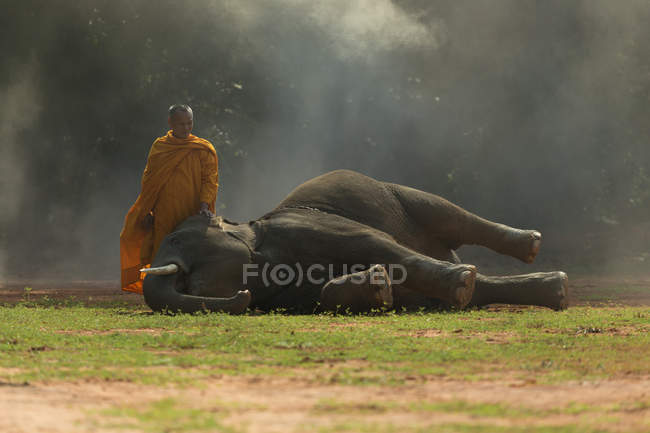Mönch mit Elefantenkalb, Surin, Thailand — Stockfoto
